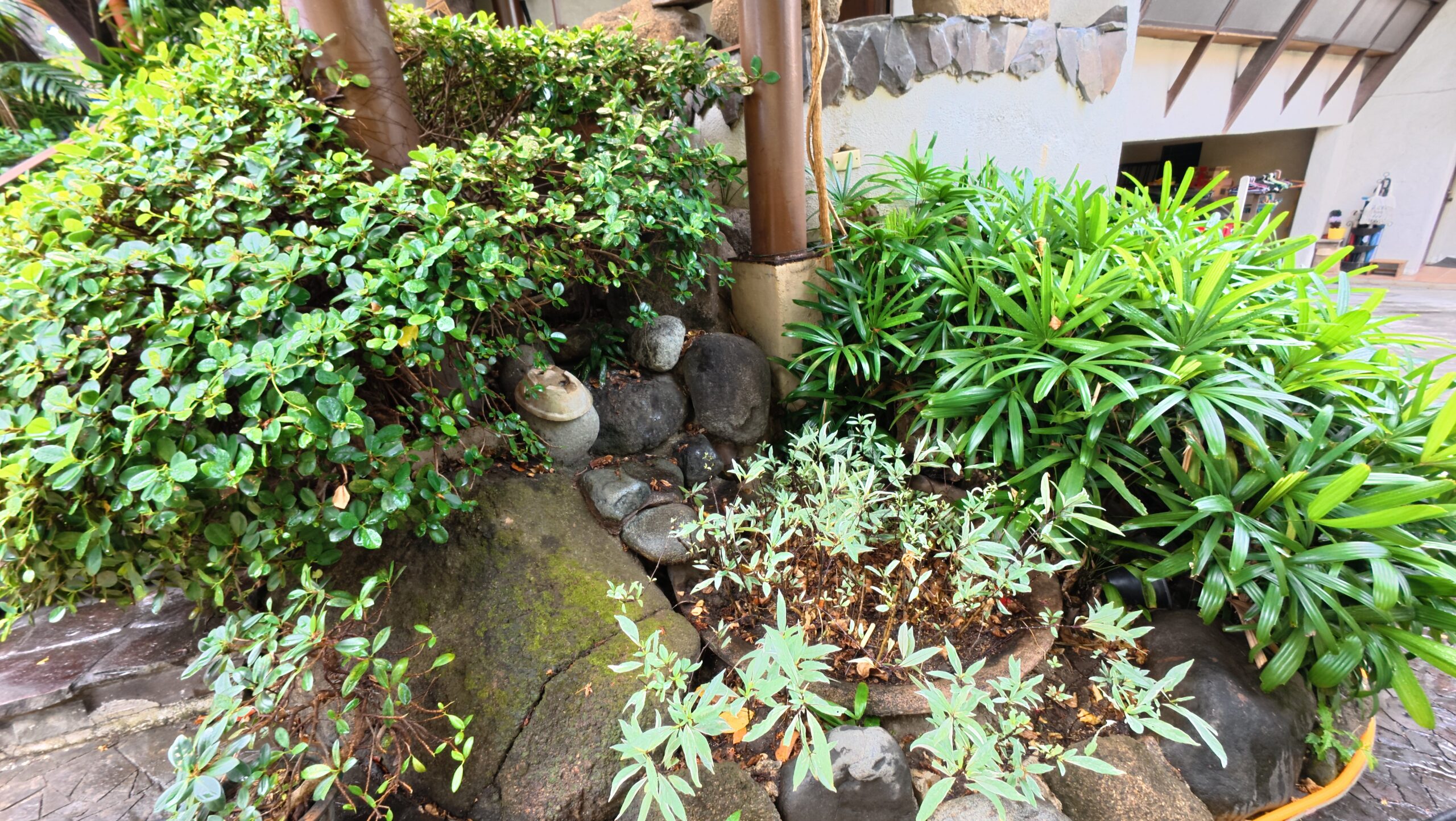 Close-up of lush green garden plants safely saturated with fresh water before Tingkad Softwash exterior cleaning.
